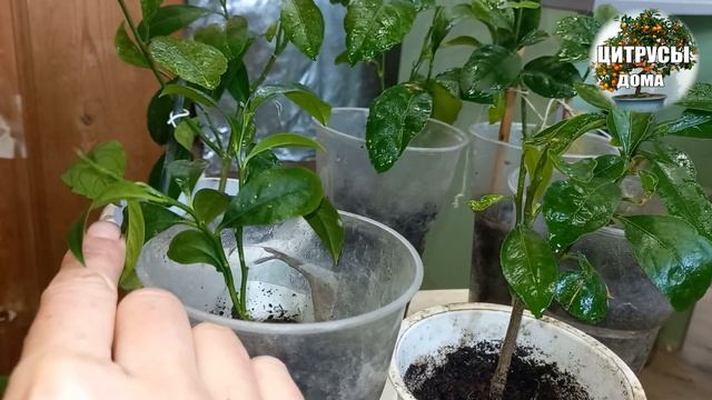 Лимоны из косточки.Полный обзор цитрусов из косточки