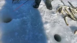 Подводная съемка рыбы?