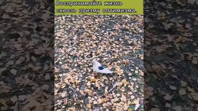 КАК СТАТЬ ОПТИМИСТОМ