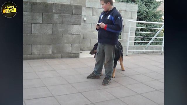 Cute Dog Playing With RC Car│Funny Hovawart Video смотреть онлайн