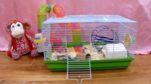 Уход и содержание джунгарского хомяка. Кормлю червями