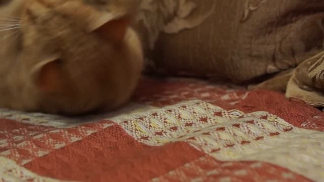 Рыжий кот разговаривает с человеком смотреть онлайн