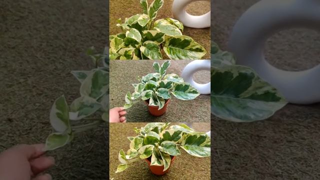 N' Joy Scindapsus Money Plant | Indoor Plants for home decor