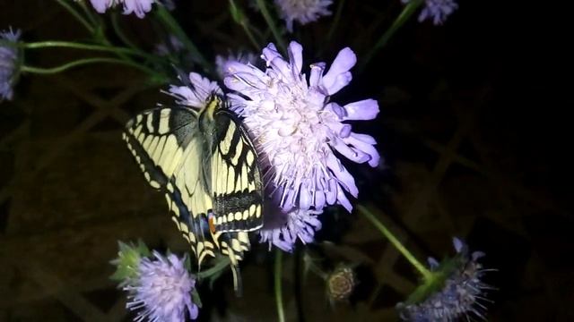 Махаон кормится на цветах скабиозы ???? смотреть онлайн