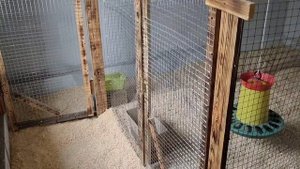 Чёткий курятник. Вставили окна, делаем вольеры.