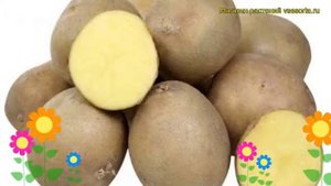 Картофель семенной Великан. Краткий обзор, описание характеристик, где купить картофель