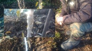 Как подготовить и защитить молодые яблони от мышей зимой