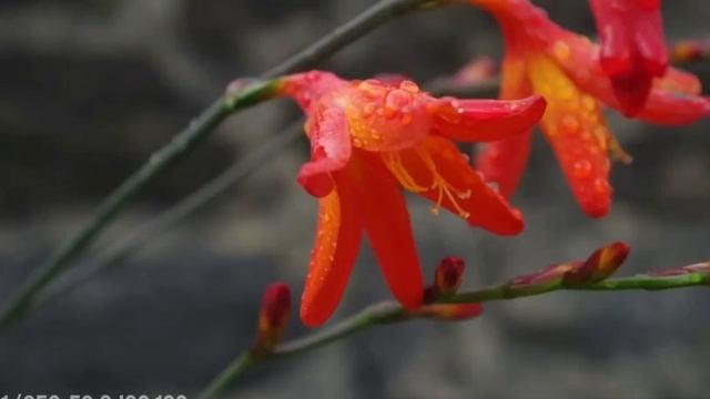 Pentax K-500 Photo Shoot | YLP смотреть онлайн