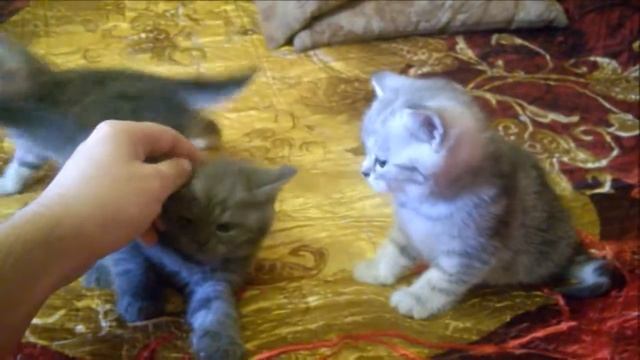 Шотландские котята Хайленд и Скоттиш фолд.