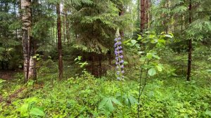 Весенний лес, пение птиц, чистый воздух.