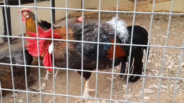 Породы кур леггорн  Leghorn Chicken Breed