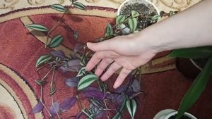 Комнатные растения для новичков. Виды Традесканций
