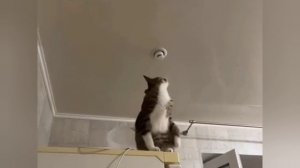 КОТ ЭЛЕКТРИК БЕЗ ПРОБЛЕМ ЗАКРУТИЛ ЛАМПОЧКУ ОЦЕНИ ЛАЙКОМ РАКЕТОЙ ?????????????