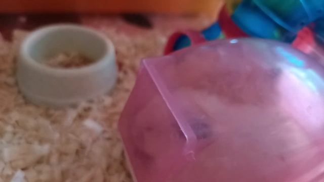 ЛЮБОПЫТНЫЙ ХОМЯК! пушистые хомячки Купание в песке | Хомячуля: Secret Life Hamster - Pets