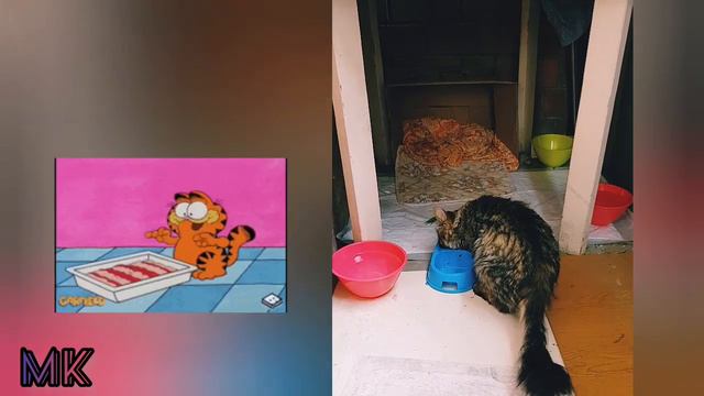 Дневники Принца. Привыкаю к любви.
