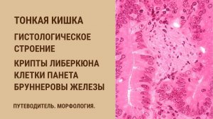 Тонкая кишка. Гистологическое строение. Крипты Либеркюна, клетки Панета и Бруннеровы железы