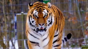 тигр, музыка, релакс, кошки, природа, дикие животные.