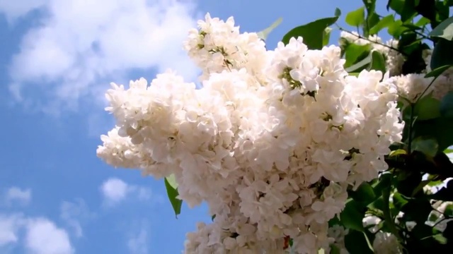 ПОГАСНУТ ИСКРЫ ЖАРКОГО КОСТРА смотреть онлайн