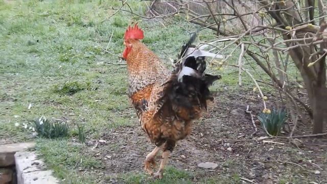 Петухи красавчики. Смотрим в ссылке; жизнь петуха без головы.:( смотреть онлайн