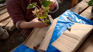 посылка с бегониями от 6 соток на урале