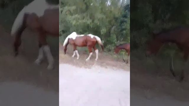 лошадки