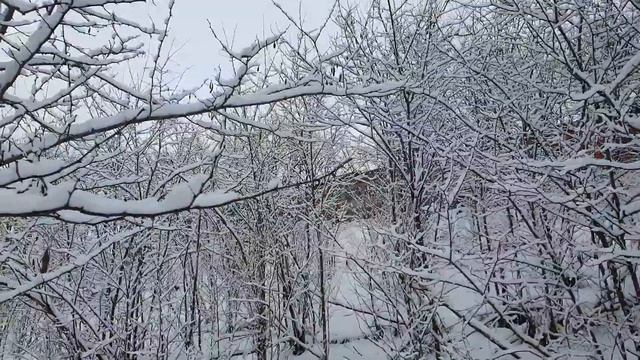 Электричка проносится мимо зимнего леса_The train rushes past the winter forest. смотреть онлайн