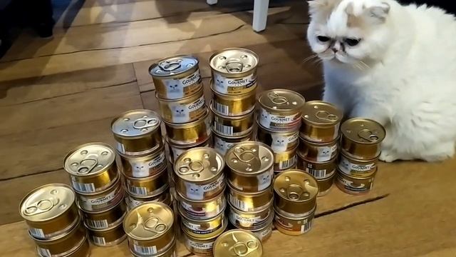 Вкусный подарок кошкам на день рождения смотреть онлайн