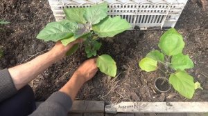 СЕКРЕТЫ ФОРМИРОВАНИЯ ПАСЫНКОВАНИЯ БАКЛАЖАН
