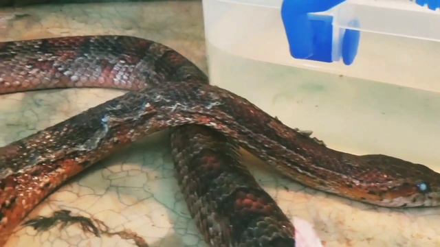 Животные которые попали в реабилитационный центр . смотреть онлайн