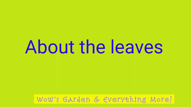 Syngonium Podophyllum - Arrowhead - Is it Poisonous?