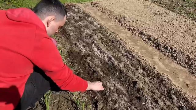 Посадка Лука на даче 2 Мая / 2022 года видео смотреть онлайн