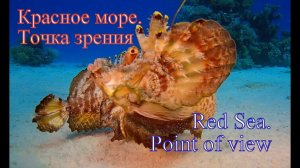 Красное море. Точка зрения