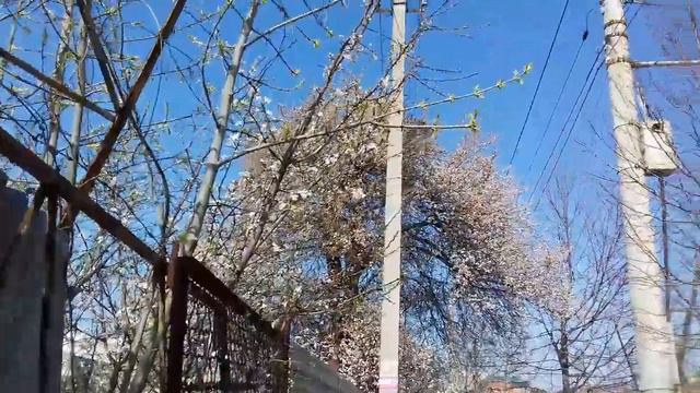 #470. КРАСНОДАР цветёт и пахнет. смотреть онлайн