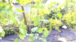 ??Вырезал лишние грозди винограда. Вторая обязательная обработка. Нагрузка винограда гроздями.