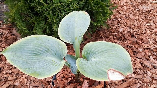 ХОСТЫ - НОВИЧКИ! НЕБЕСНО-ГОЛУБЫЕ И ТЕМНО-ЗЕЛЕНЫЕ (MIDNIGHT OIL, PARISIAN SILK, SAPPHIRE PILLOWS) смотреть онлайн