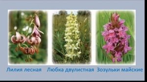 Хозяйственная деятельность человека в зоне смешанных лесов Полесье 4 класс