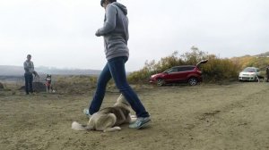 Щенок Хаски 4 месяца Тренировка трюков