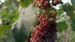 Элегия мускатная неукрывная форма винограда 28 июля 2021. Виноградник Щереденкова В. А.