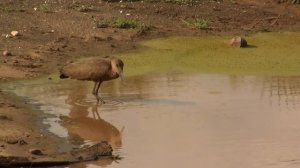 Hamerkop On The Puddle. Молотоглав на луже (1255sp)