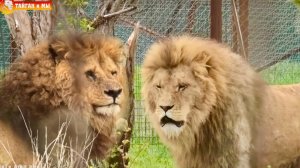 Львица замутила драку львов за секунду! Тайган.