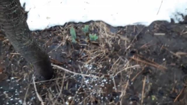 Обязательная подкормка плодовых мочевиной (карбамидом)