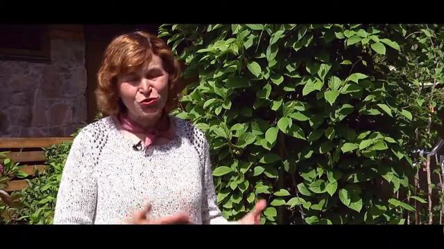 Лимонник: вирощування та догляд_Ранок на каналі UA: ЖИТОМИР 16.05.19 смотреть онлайн