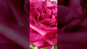 Большая роза из холодного фарфора.