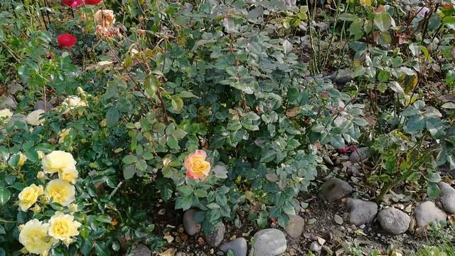 ПЛАН РАБОТ на октябрь во саду и огороде. ФИНИШНАЯ прямая сезона! смотреть онлайн