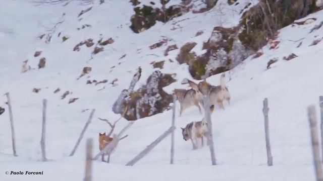 схватка собаки и трех голодных волков смотреть онлайн