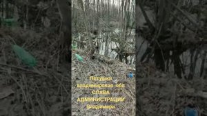 Петушинский район город Петушки Владимирская область