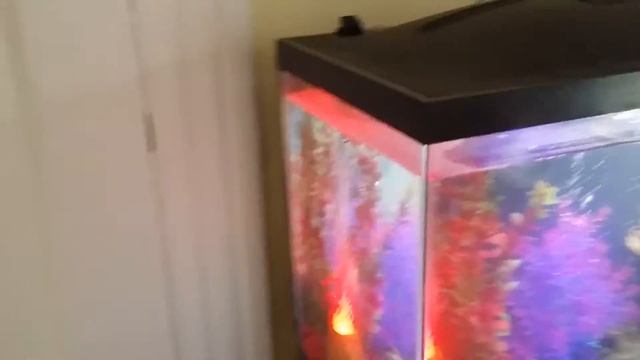 Glowfish tank setup смотреть онлайн