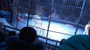 Цирк -Новая программа Ю.Никулина на Цветном бульваре,апрель2017г.Симферополь HD