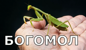 БОГОМОЛ: Размножение и каннибализм в животном мире.