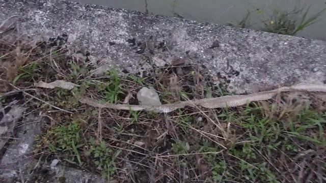 Моя встреча с двухметровой японской змеёй сбросившей по весне свою старую невероятной красоты кожу смотреть онлайн